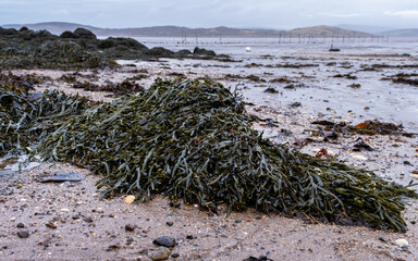 Wall Mural - Clumps of seaweed and kelp on rocks at low tide at Balcary Bay, Scotland