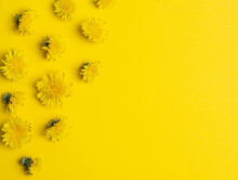 Dandelion. Flat Lay . A Lot Of Dandelions On Yellow Background
