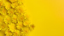 Dandelion. Flat Lay . A Lot Of Dandelions On Yellow Background
