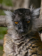 Wall Mural - Portrait of a female Black Lemur, Eulemur m. Macaco, with white hair on her head.
