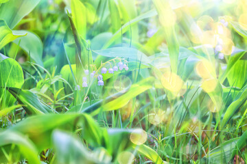 Wall Mural - lilies of the valley leaves green background, nature fresh green garden texture
