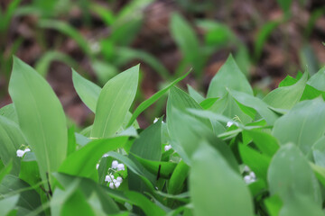 Wall Mural - lilies of the valley leaves green background, nature fresh green garden texture