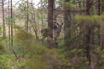 Wall Mural - moose in the wild landscape in the forest