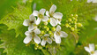 Blühende Knoblauchsrauke, Alliaria petiolata, im Frühling