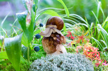 A Large Snail Sits On A Bitten Mushroom On A Defocused Natural Background. Selective Focus