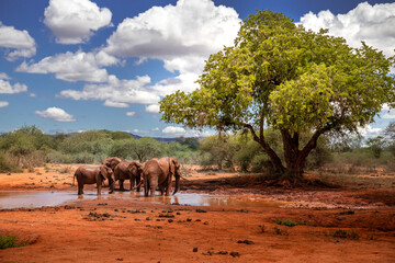elephant family in a beautiful landscape of africa, kenya. here in tsavo national park. a herd with 
