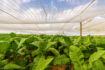 Cuban tobacco farm. Tobacco field. Low view of big green tobacco leaves. Shade grown plants. Tobacco plantation in San Juan Y Martinez, near Pinar del Rio, Vinales Valley, Cuba
