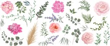 Vector Grass And Pink Flower Set. Eucalyptus, Different Plants And Leaves, Lavender, Pink Roses, Hydrangea, Peony, Ranunculus, Dry Wood. 
