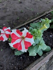 Wall Mural - Red and white spring flower on a small flower bed near the house