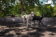 Pariah dogs in summer garden 