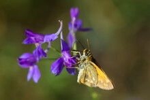 The Large Skipper (lat. Ochlodes Sylvanus), Of The Family Hesperiidae, On The Field Larkspur (lat. Consolida Regalis), Of The Family Ranunculaceae. Central Russia.