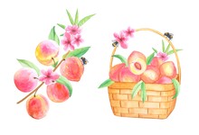Twig With Peaches And Flowers And A Basket Of Peaches, Watercolor Illustration