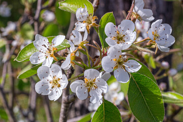 Wall Mural - Beautiful white peach blossoms