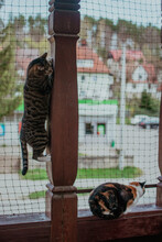 Bury Kot Domowy, Bawiący Się Na Osiatkowanym, Bezpiecznym Balkonie Zabawa, Kotek