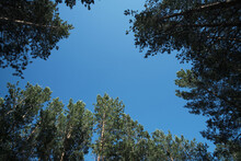 Pine Forest Peaks And Blue Sky View From Below.