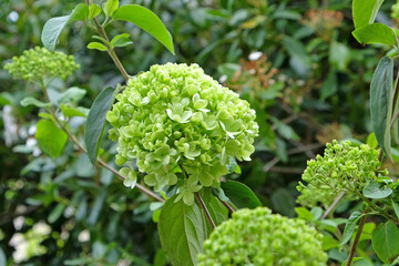 Viburnum macrocephalum 'sterile' in flower.