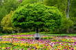 Botanischer Garten in Gütersloh in NRW, buntes Blumenbeet mit Flattergras, Kaiserkronen, Tulpen, Vergissmeinnicht, Gänseblümchen und Narzissen, Baum mit weißer Bank