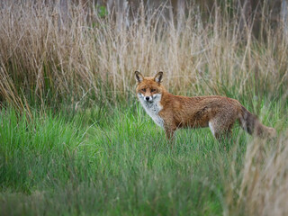 red fox, vulpes vulpes