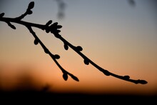Silhouette Of A Branch