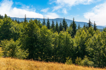 Wall Mural - forest on the hill on a bright summer day. beautiful landscape of carpathian mountains