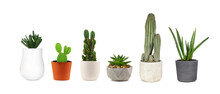 Group Of Various Indoor Cacti And Succulent Plants In Pots Isolated On A White Background