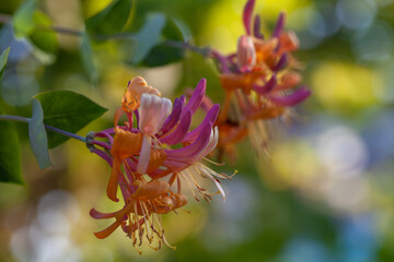 Wall Mural - close up of nature view flowers and leaves on blurred greenery background with bokeh and copy space 