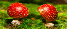 Closeup Pair Of Red Flyagaric Mushroom In Forest