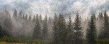 Fir Tree Forest On Mountain Valley In Dense Mist And Clouds, Natural Mountain Background