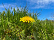 Dandelion of the Taraxacum officinale family close-up. Dandelion in the grass against the sky. Dandelion with copyspace