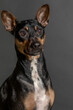 Fotografía de estudio de un retrato de un precioso perro raza Pincher