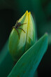 Spider on a tulip
