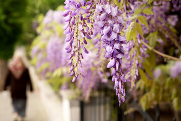 Wall Mural - wisteria purple spring flowers in the garden