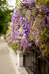 Wall Mural - wisteria purple spring flowers in the garden