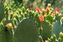 Prickly Pear Cactus Blooming Flowers In The Spring Southwest Sonoran Deserts Of Phoenix, Arizona.