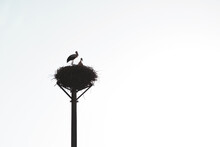 Silhouette Of Mom Or Dad Stork And Baby Stork In Nest At Sunset. Motherhood Or Fatherhood Concept.  Single Parent Concept