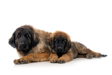 Sticker - young Leonbergers in studio