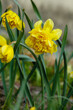  Narcissus flowers. Flower bed with drift yellow. Narcissus flower also known as daffodil, daffadowndilly, narcissus, and jonquil in springtime. Bulbous plants in the garden