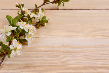 A flowering branch of a cherry tree on a wooden background. Flatley