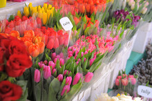 Assortment Of Beautiful Flowers In Outdoor Store On Sunny Day