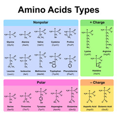 Amino Acids Types Table. Showing The Chemical Structure of Amino Acids. Vector Illustration.