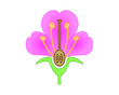 Scientific Designing of Flower Anatomy. Parts of Flower Structure. Colorful Symbols. Vector Illustration.	