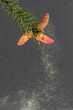fir tree pollen in the air