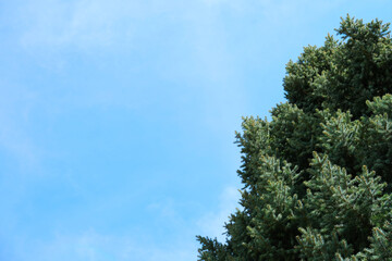 Green pine tree top view with spruce foliage against bright blue sky natural background environment photo with copy space. Design template with evergreen fir plant.