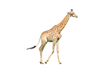 Poster - Giraffe walking isolated on white background.