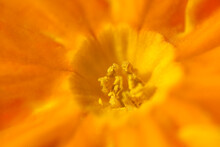 Abstract Background Detail Of Garden Orange Primroses. Sunny Wallpaper With Supermacro Spring Pollen Flowers. Spring Primrose From The Family Primulaceae.