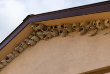 Mud Swallows Have Built Their Nests Along The Roof Of A Building At Badlands National Park In South Dakota