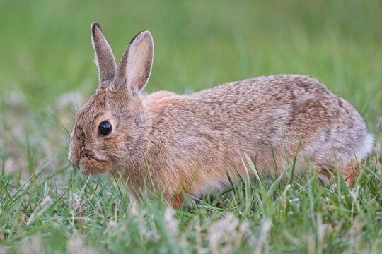 A wild bunny eating grass in a yard in suburban Colorado.
