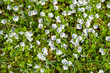 © Nazaruk Nazar - Speedwell flowers blooming on spring meadow. Veronica officinalis, the heath speedwell, common gypsyweed, common speedwell, or Paul's betony flowering plant top view