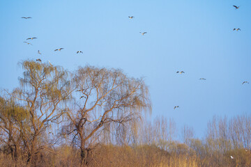 Wall Mural - Spring herons fly over the willows