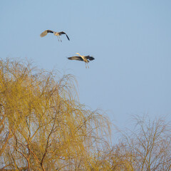 Poster - Spring herons fly over the willows